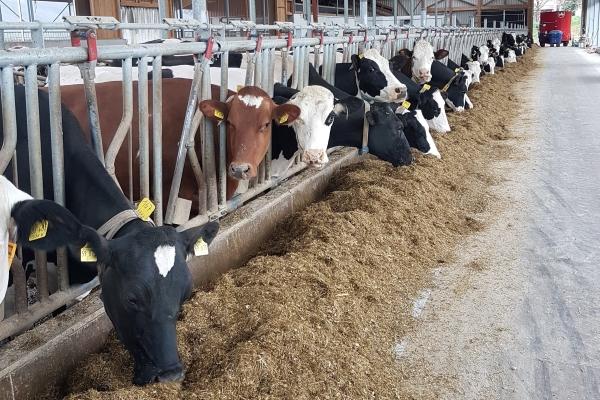 Kühe Futtertisch Kühe Futtertisch