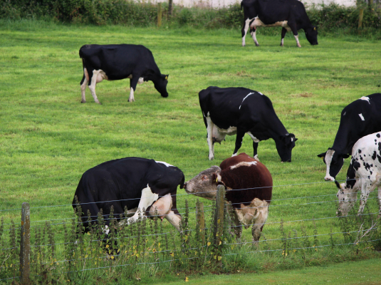 Kühe Weide Irland 1