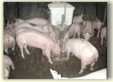 Schweine am Breiautomat Schweine am Breiautomat