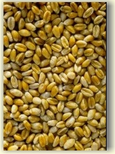 Weizenkoerner Weizenkoerner