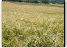 Gerstenfeld Gerstenfeld