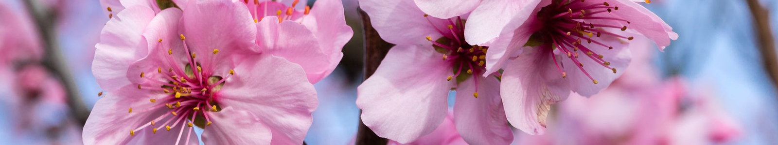 Nahaufnahme von rosa Obstblüten ©K.Ruschmaritsch